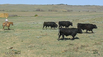 bulls