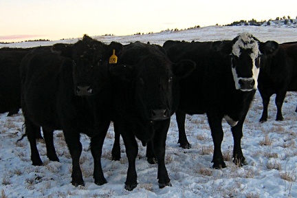 cows12252007