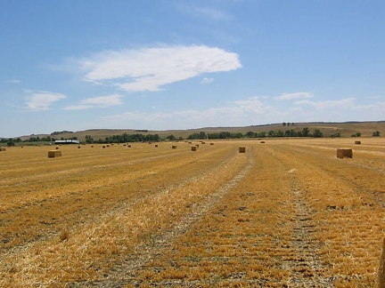 barley08122006