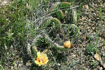 cactus06102007