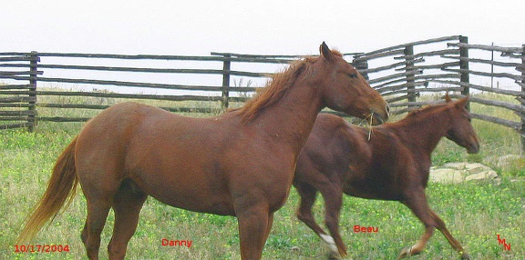 horses10172004