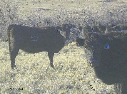 cows11152004