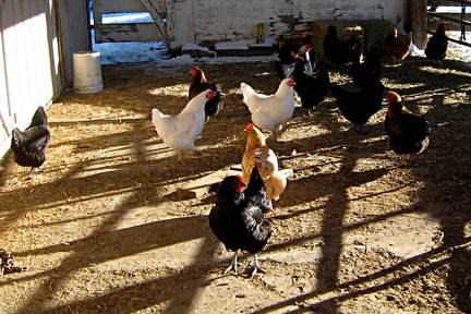 chickens01042008