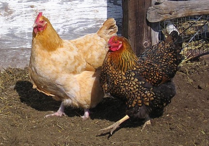 chickens03162006