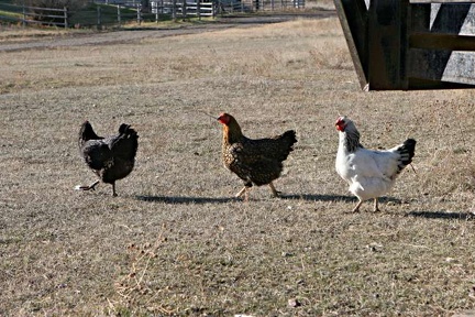 chickens11192005