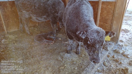 2023 Calving Cold weather got it 02242023 071604